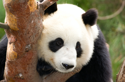 Pandas, parks, and pagodas in the city that’s going for gold