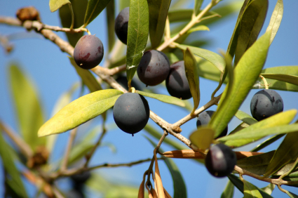 Living the Good Life on our Organic Olive Farm in Spain