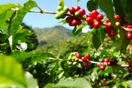 “I Lowered My Blood Pressure by 20 Points in Boquete, Panama”