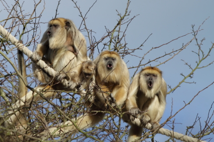 Costa Rica’s climate and exotic flora and fauna beckon winter-weary adventure-seekers