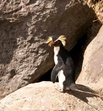 The South Atlantic’s Lost World