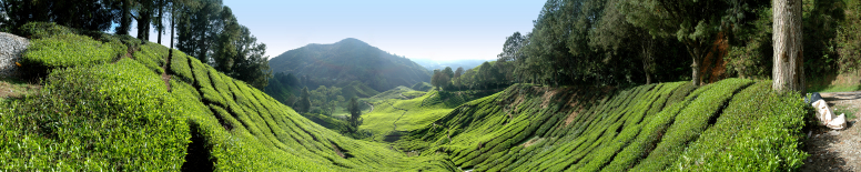 Cameron's Highlands, Malaysia