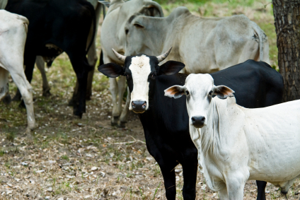 Two Important Stories About Brazilian Land