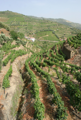 Lunch For $6.50 And Homes For Less Than $85,000: Portugal’s Green And Affordable North