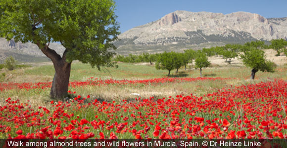 Murcia: Home of Spain’s Winter Sun