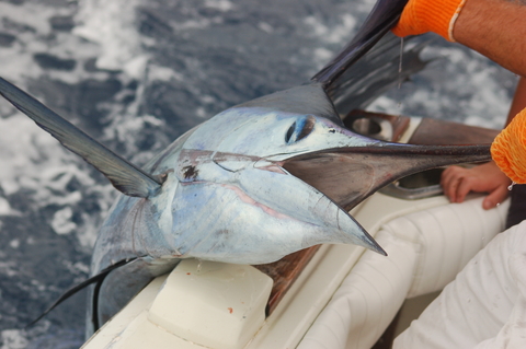 Caribbean and Pacific Coast Fishing in Costa Rica