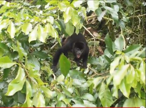 A Vibrant but Little-Visited Cloud Forest in Costa Rica