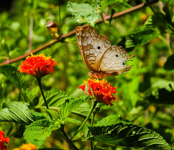 central-valley-costa-rica