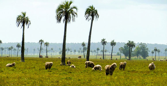 The Earth’s Bounty: How to Harvest an Income in Uruguay