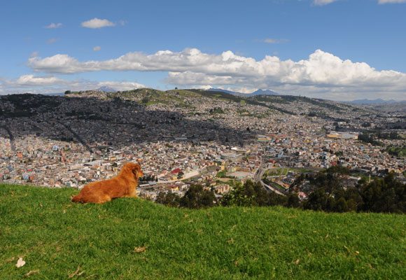 How to Fly Your Pets to Ecuador