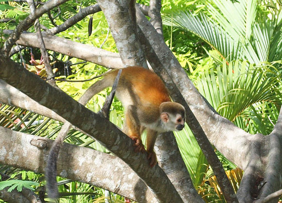 Traveling the Monkey Road in Costa Rica