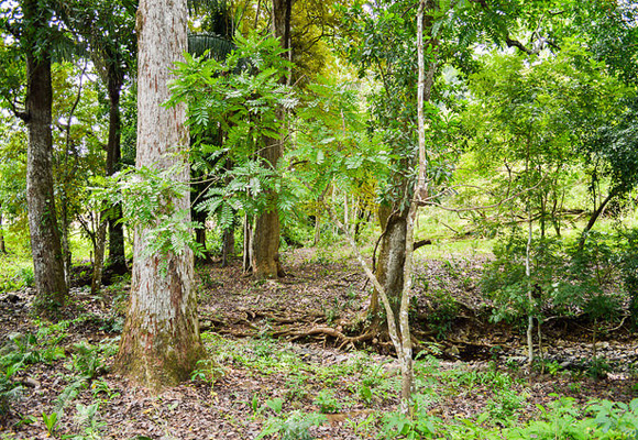 Costa Rica’s “Secret” Mountain Town Minutes From the Beach