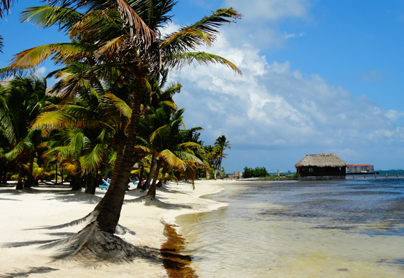 Coffee-Shop Dreams on a Tropical Island