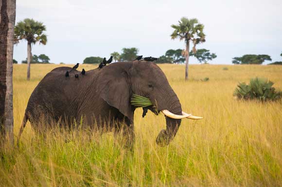 An Unusual Safari Snack