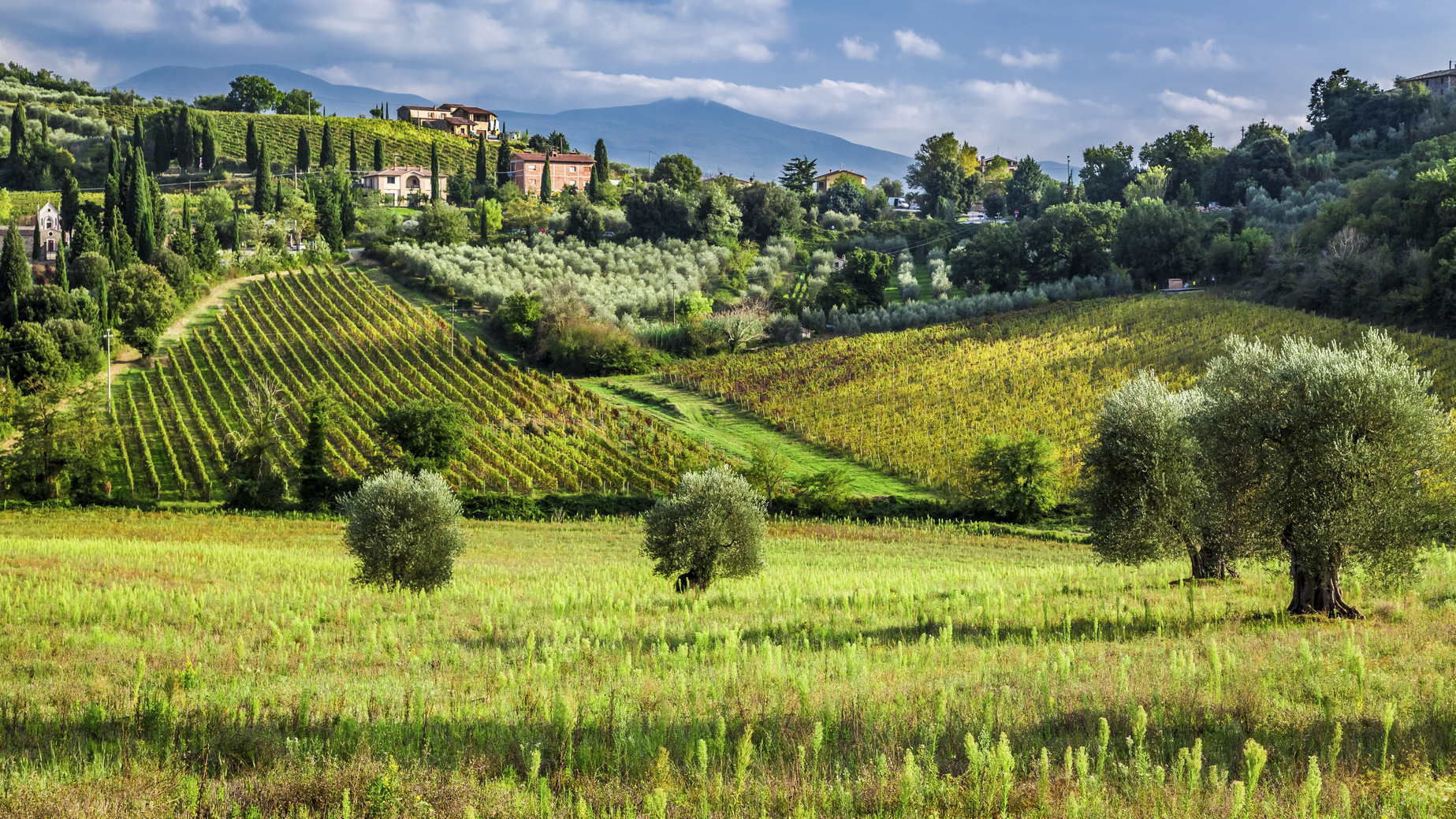 My Own Cashmere Farm in the Hills of Chianti