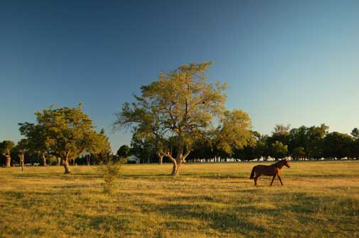 A Rarity in Real Estate: An Attractive Farmland Investment