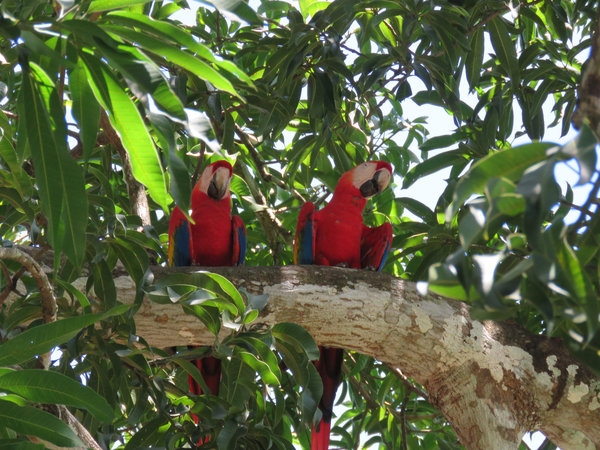 How Do I Take My Parrot to Portugal?