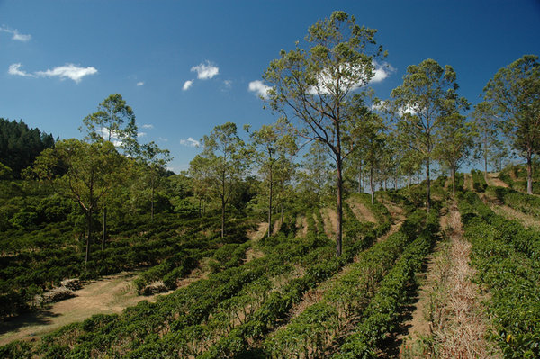 A Gastronomical Tour of Costa Rica