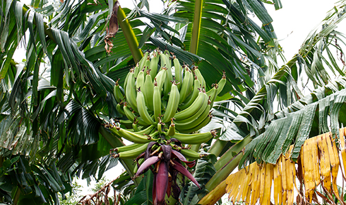 A Texas Couple Trades the Office for a Nicaraguan Farm