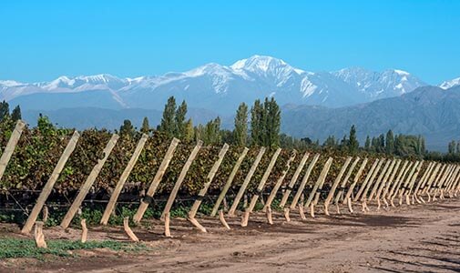 Taking a Tour of Mendoza’s High-Altitude Bodegas