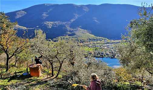 Olive Harvesting at Our Italian Villa